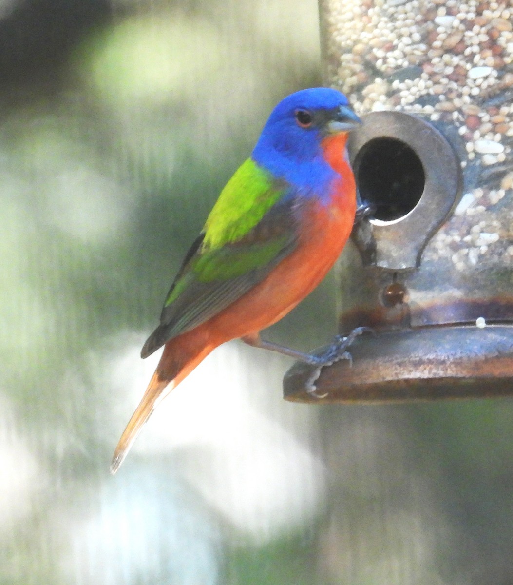 Painted Bunting - ML634474406