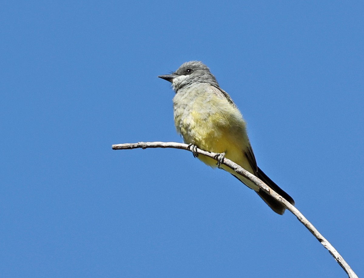 Cassin's Kingbird - ML634474442