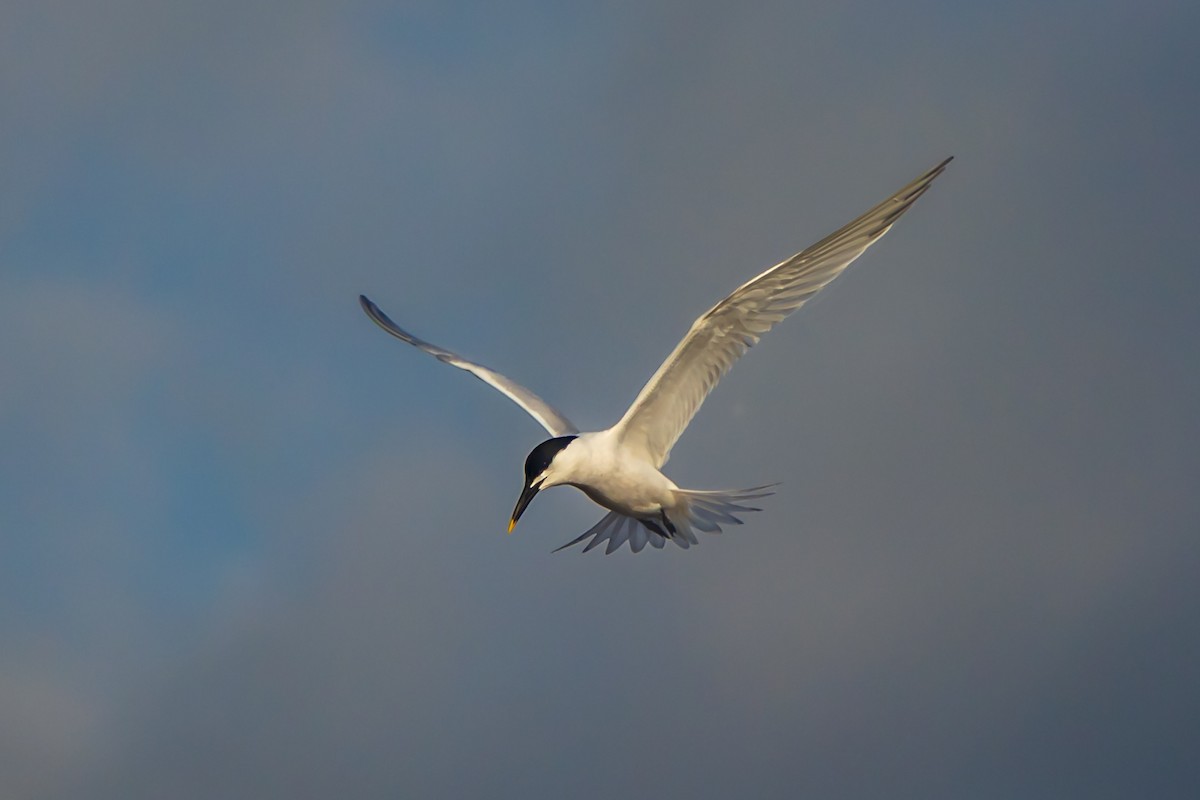 Sandwich Tern - ML634474533