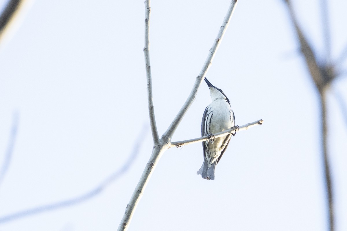 Rabdornis Común - ML634474539