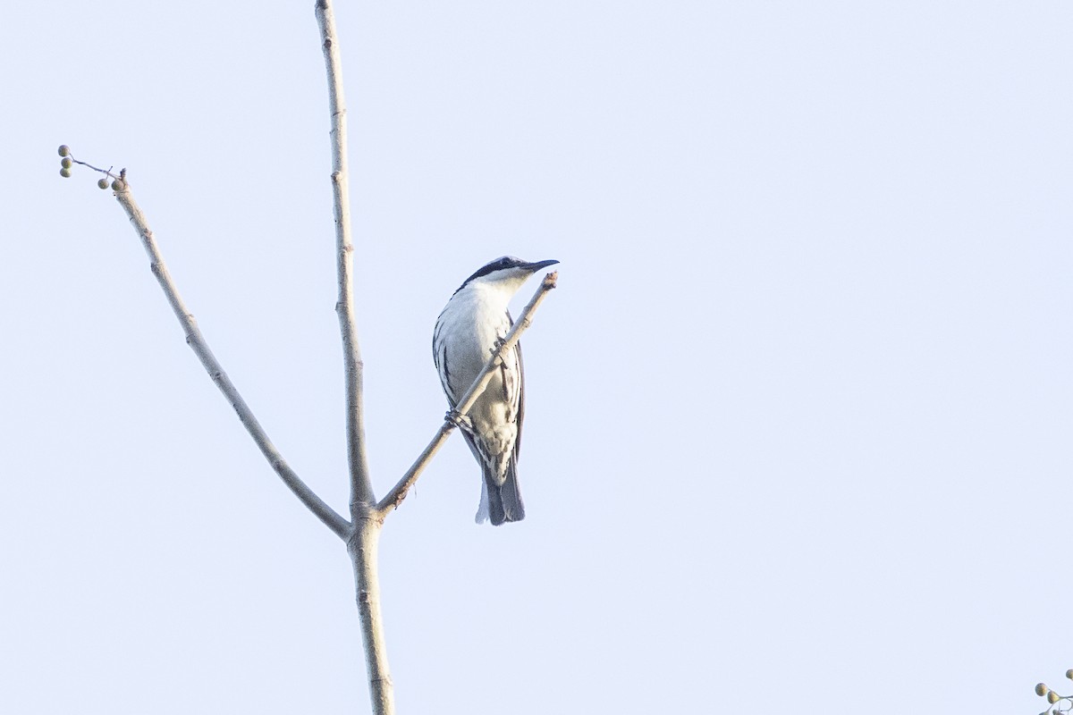 Rabdornis Común - ML634474551