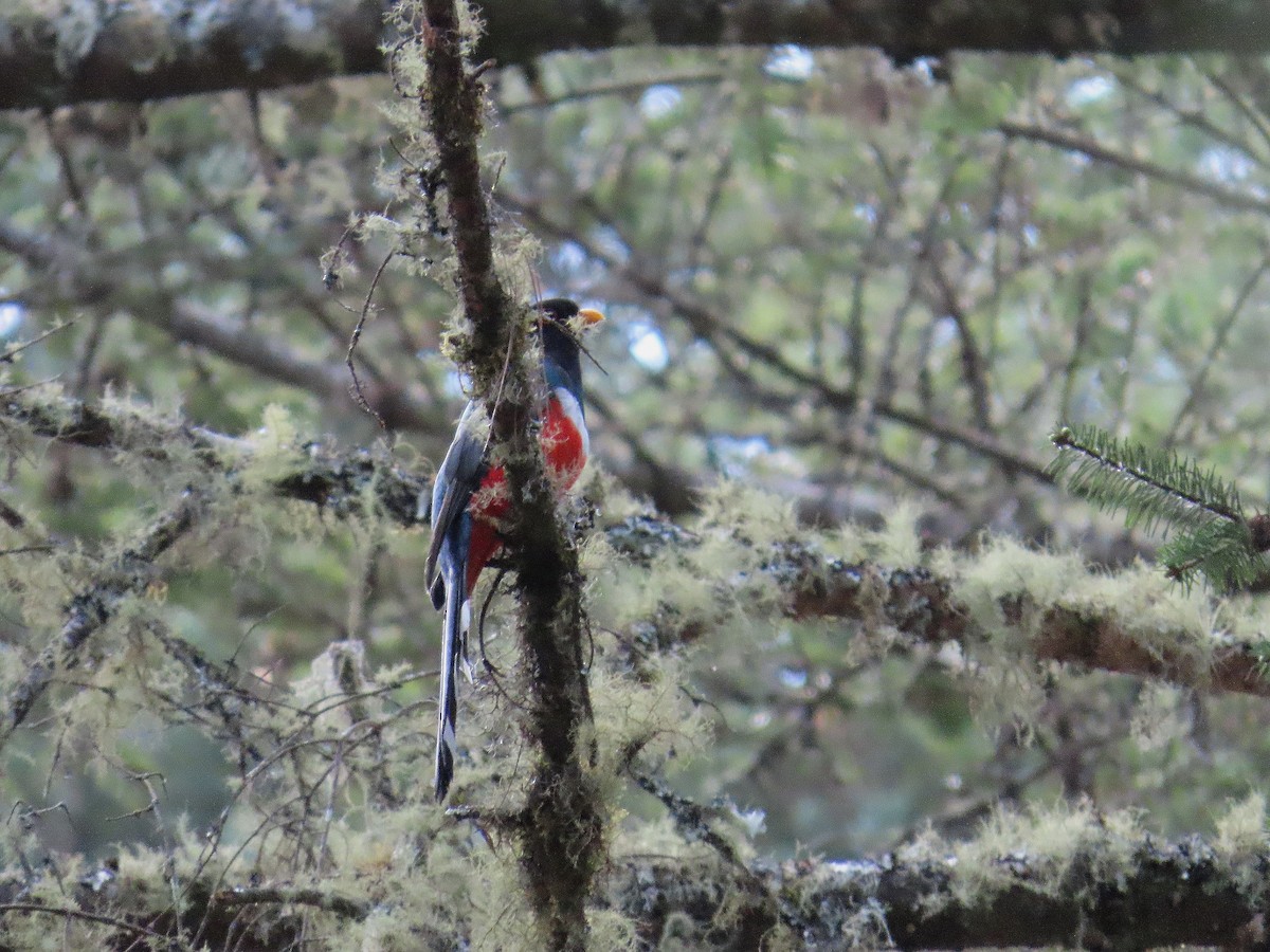 Bronzetrogon - ML634474584