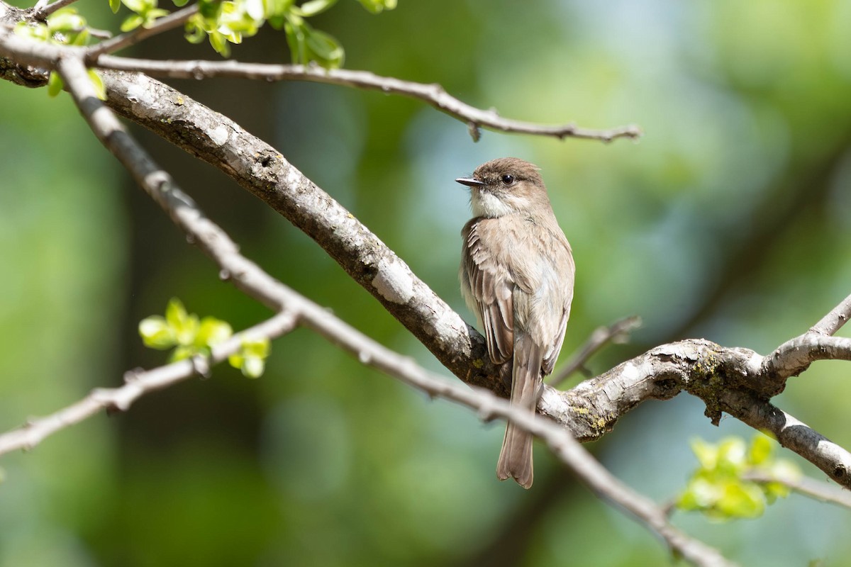Eastern Phoebe - ML634474623
