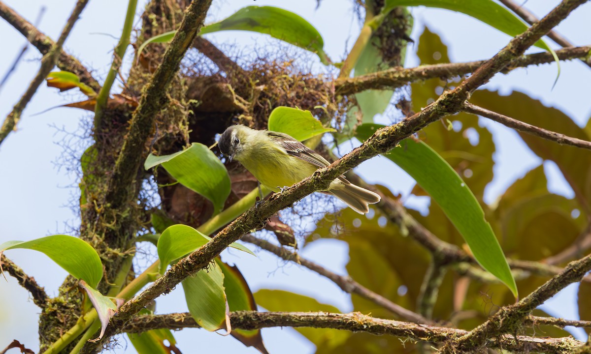 Black-capped Tyrannulet - ML634474699