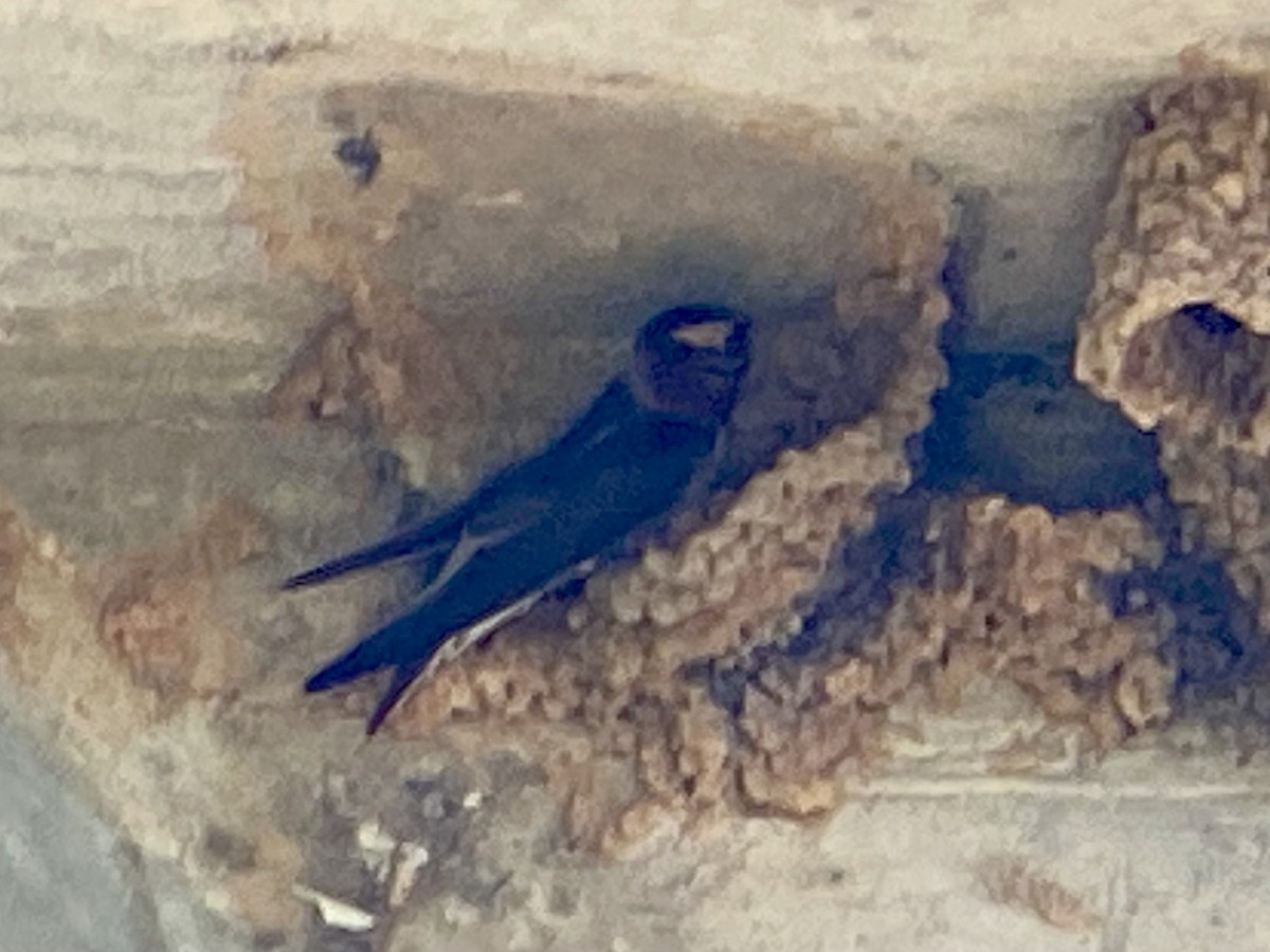 Cliff Swallow - ML634474774