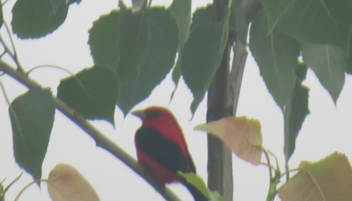Scarlet Tanager - ML634474805