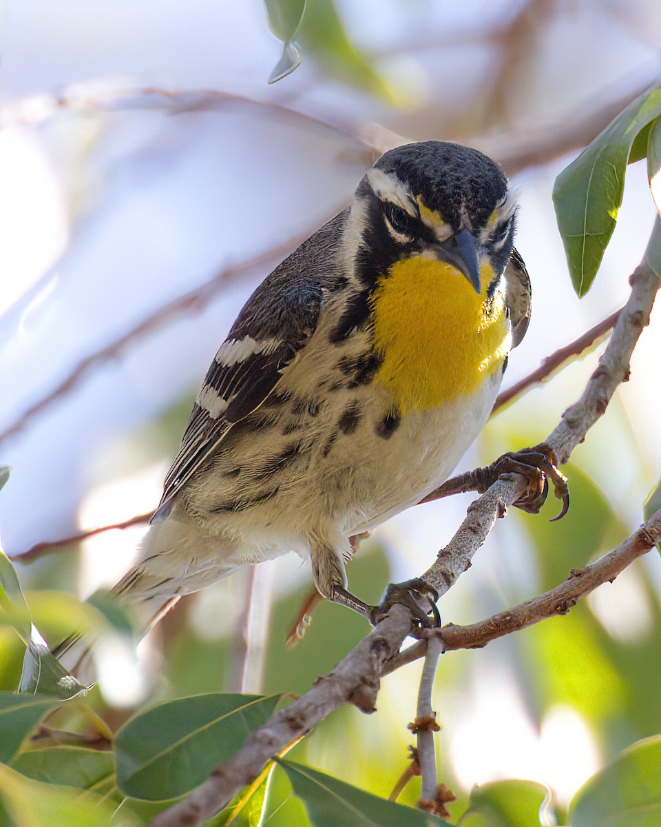 Yellow-throated Warbler - ML634474821