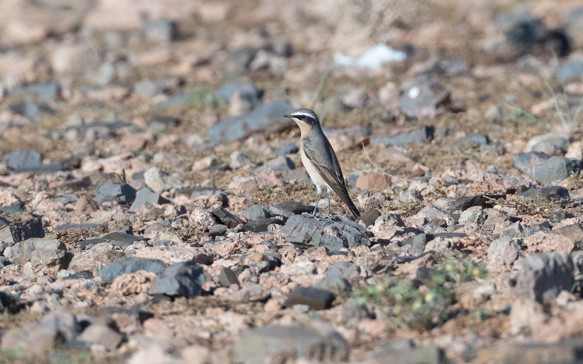 Northern Wheatear - ML634474823