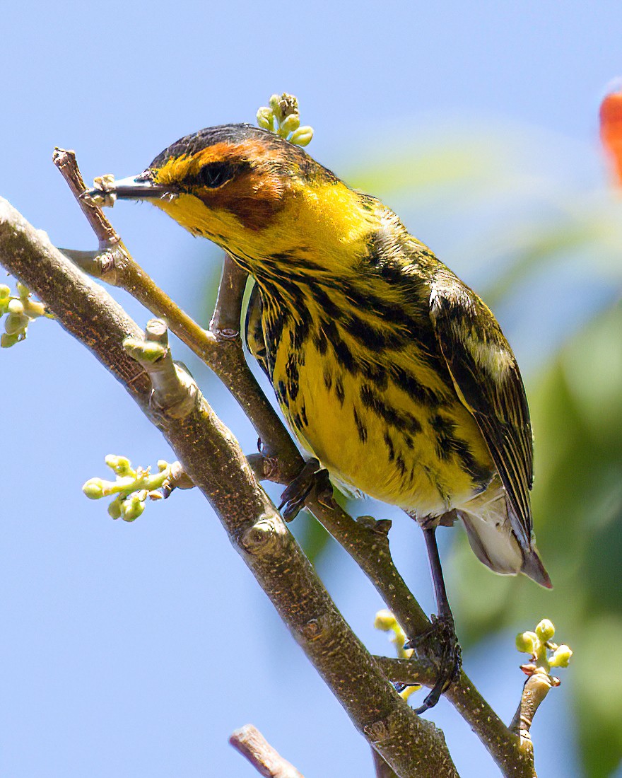 Cape May Warbler - ML634474826