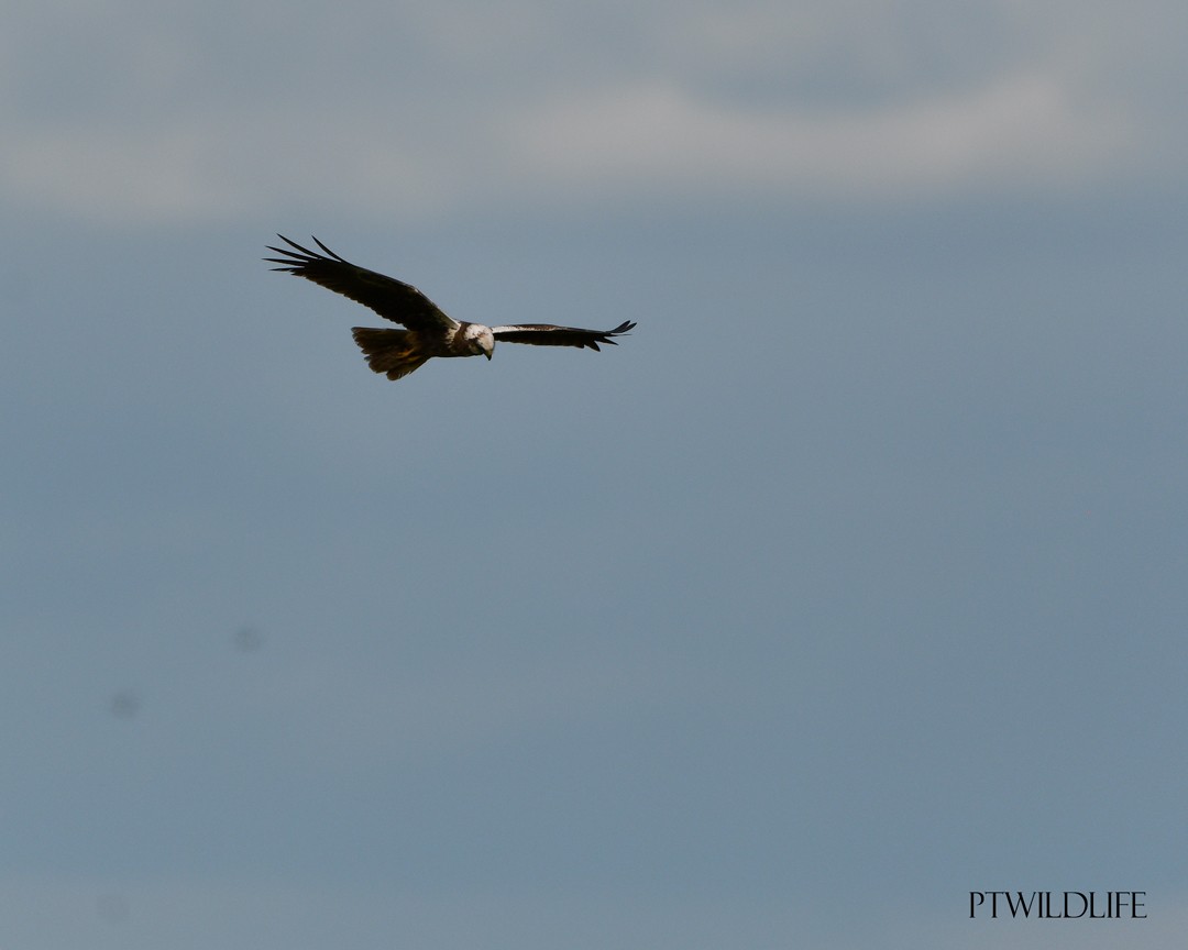 Western Marsh Harrier - ML634474831