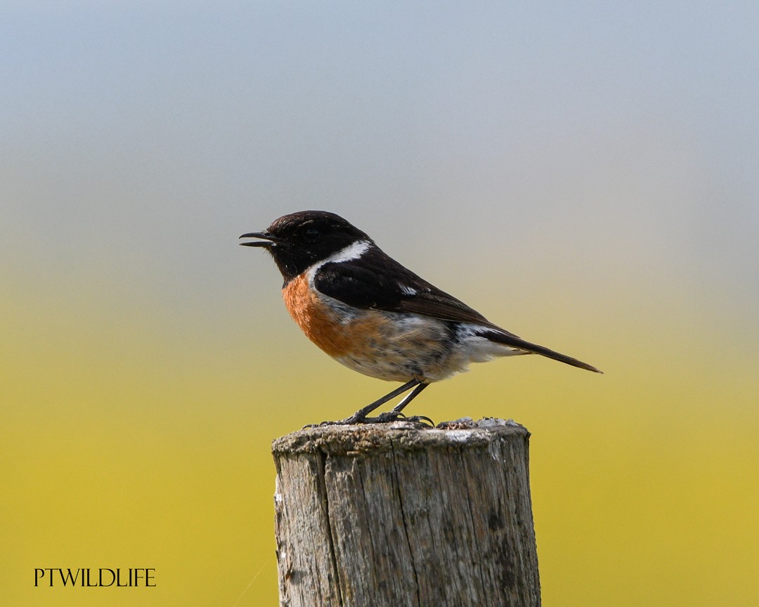 European Stonechat - ML634474846