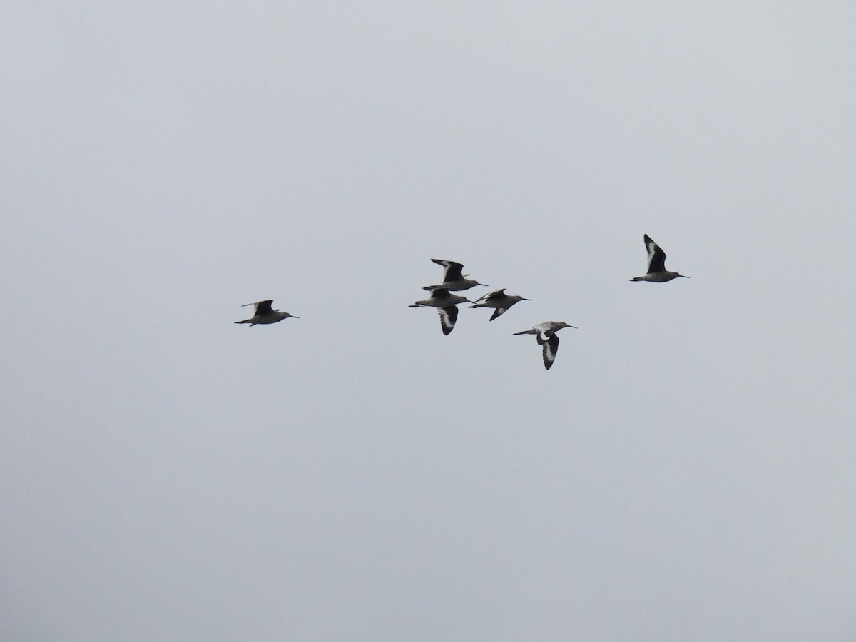 Willet - Noah Harley