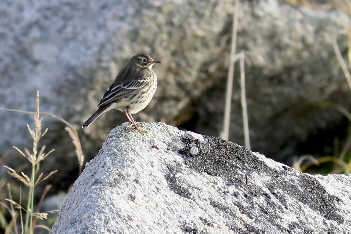 Siberian Pipit - ML634474986