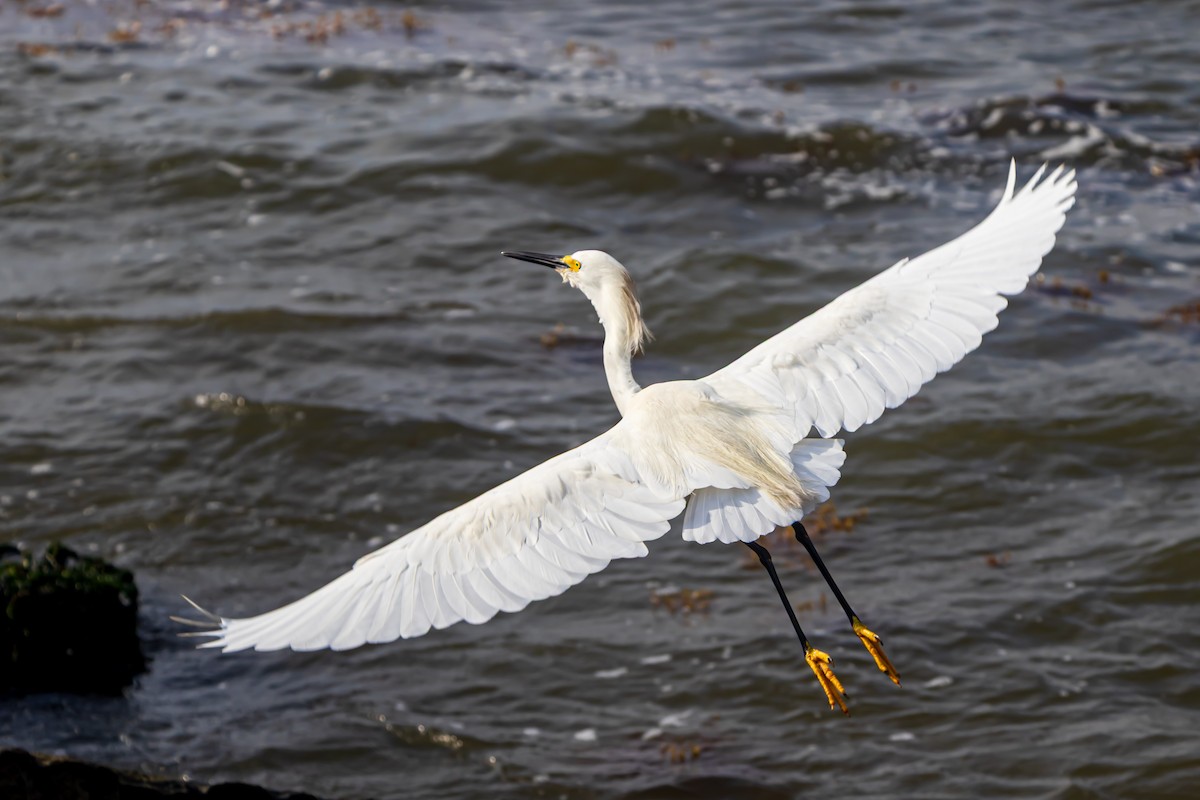 Snowy Egret - ML634475080