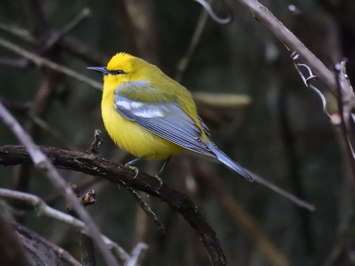 Blue-winged Warbler - Noah Harley