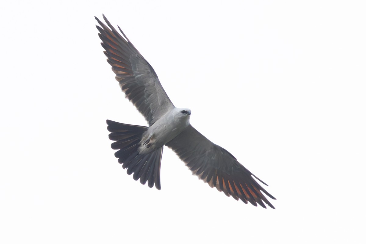 Mississippi Kite - ML634475097