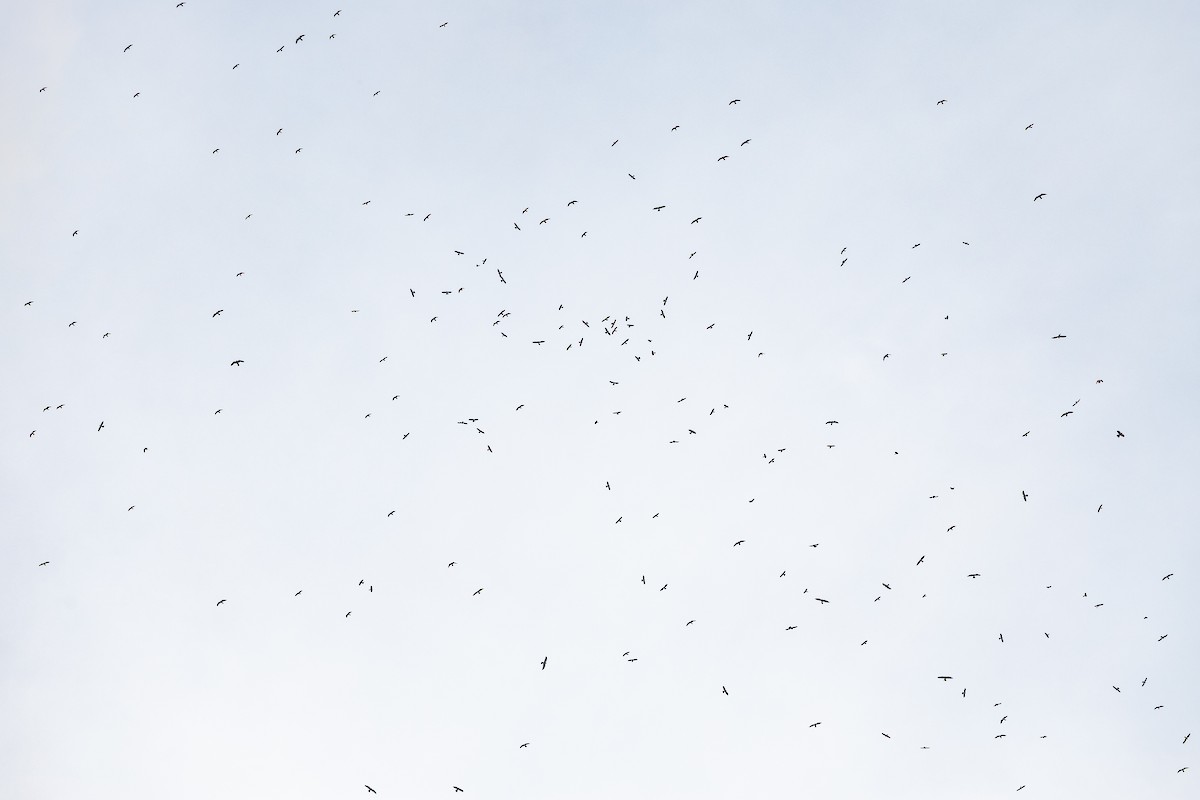 Mississippi Kite - ML634475098