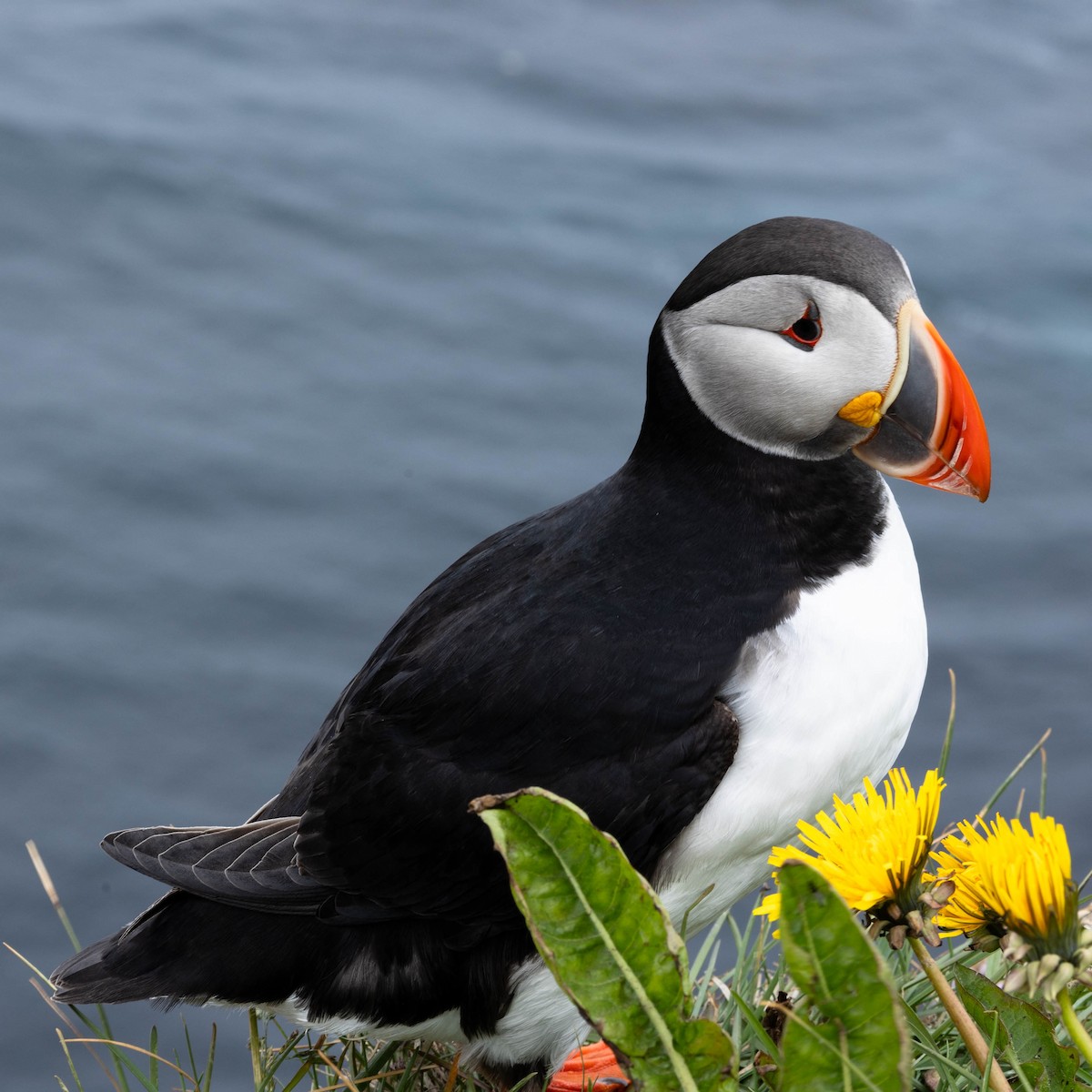 Atlantic Puffin - ML634475195