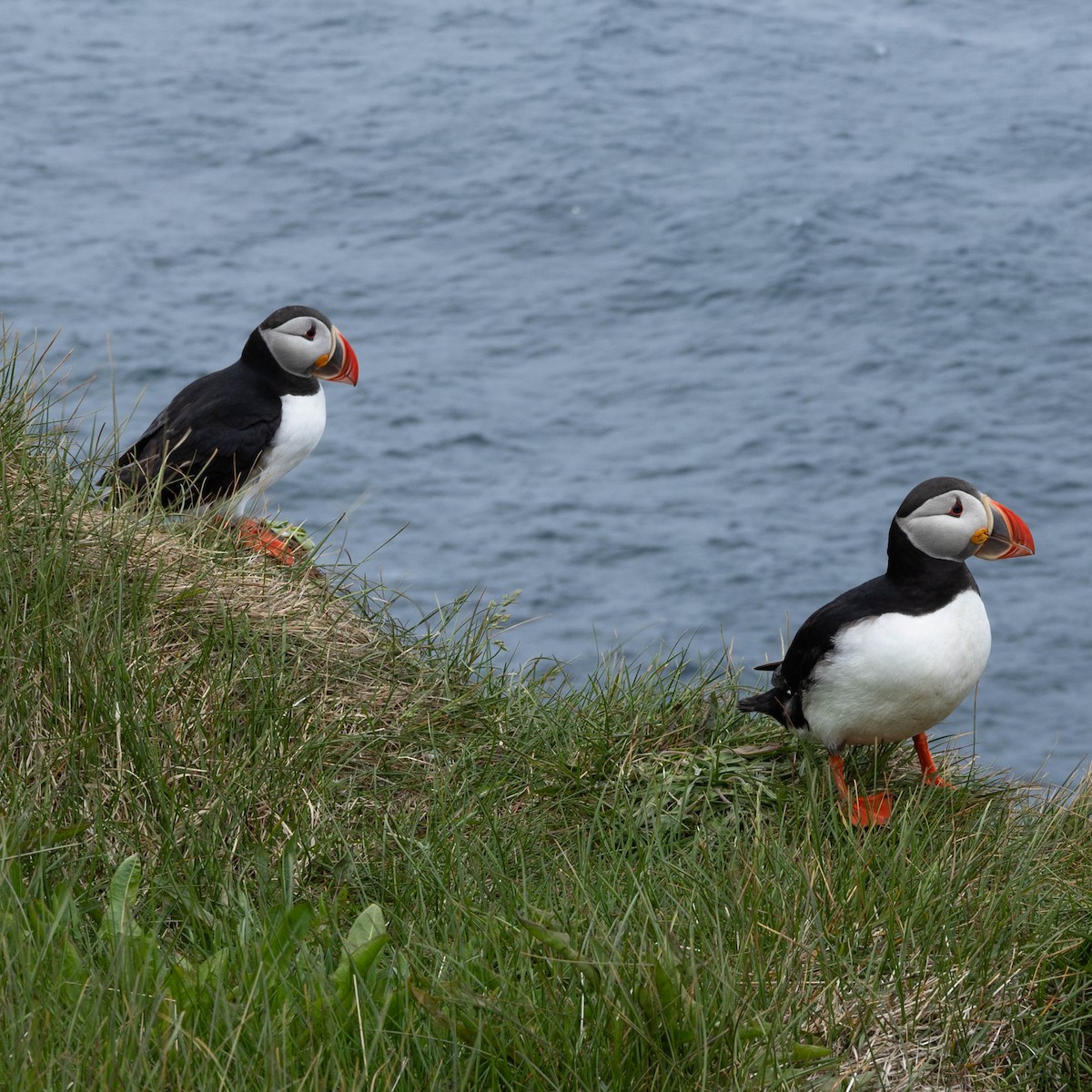 Atlantic Puffin - ML634475196