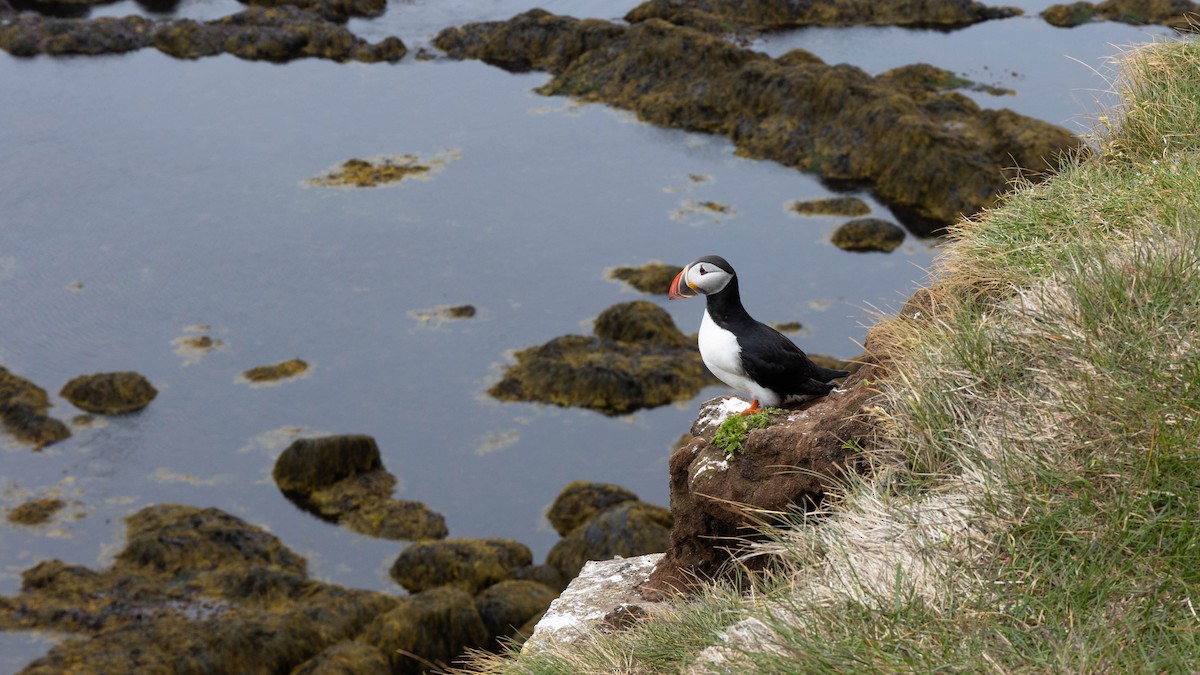 Atlantic Puffin - ML634475197