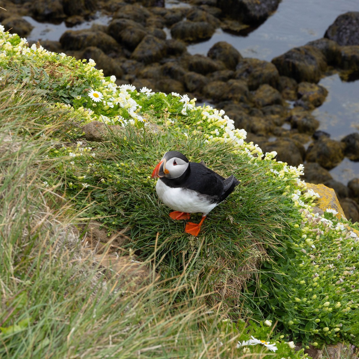 Atlantic Puffin - ML634475198