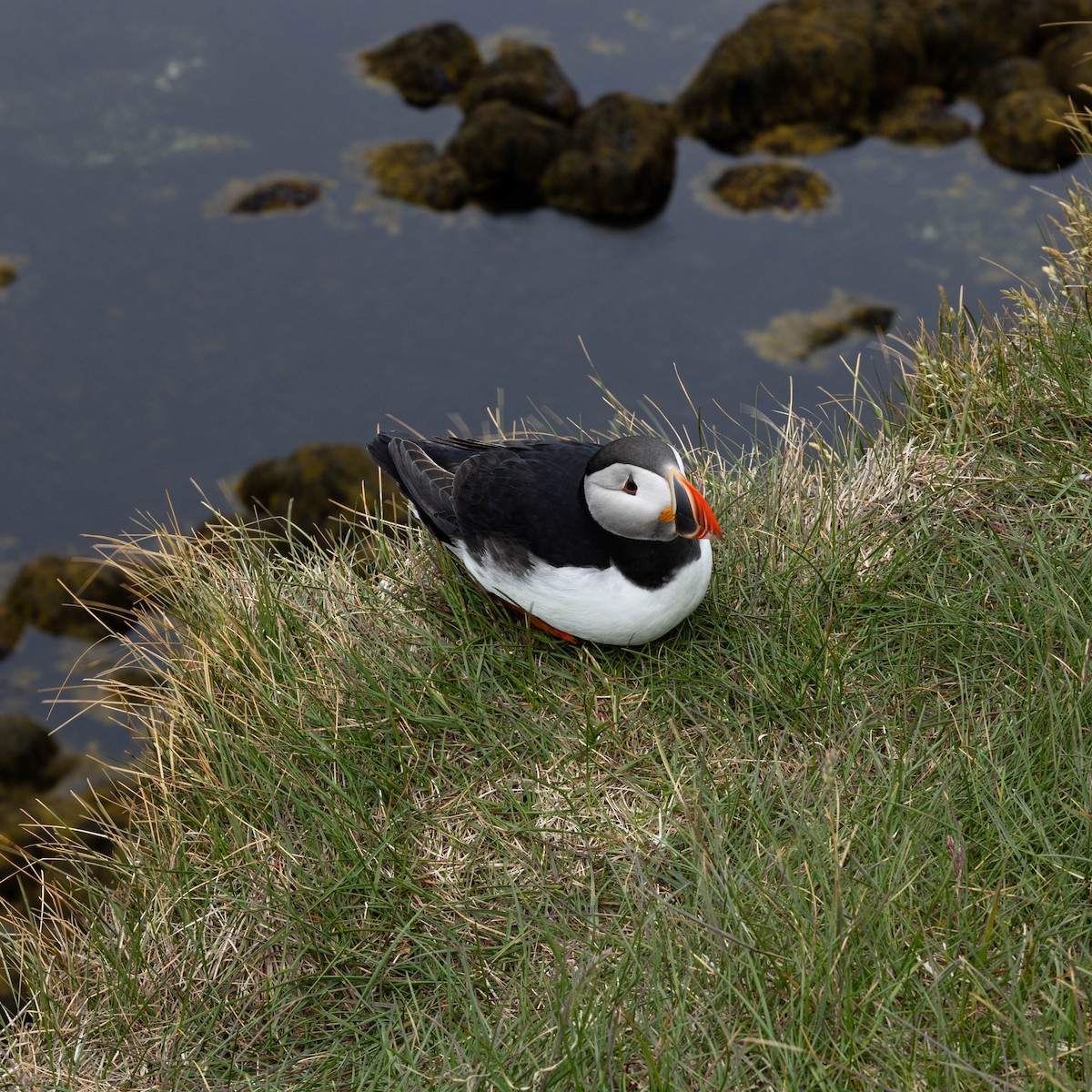 Atlantic Puffin - ML634475199