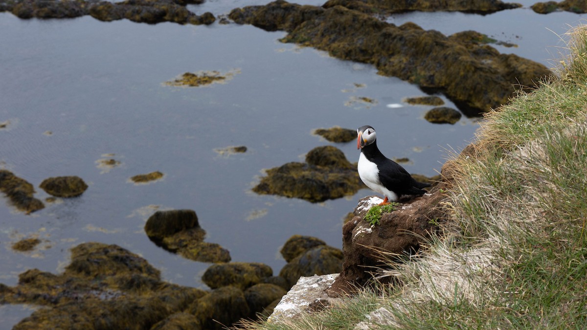 Atlantic Puffin - ML634475200
