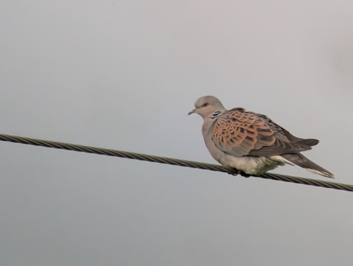 European Turtle-Dove - ML634475208