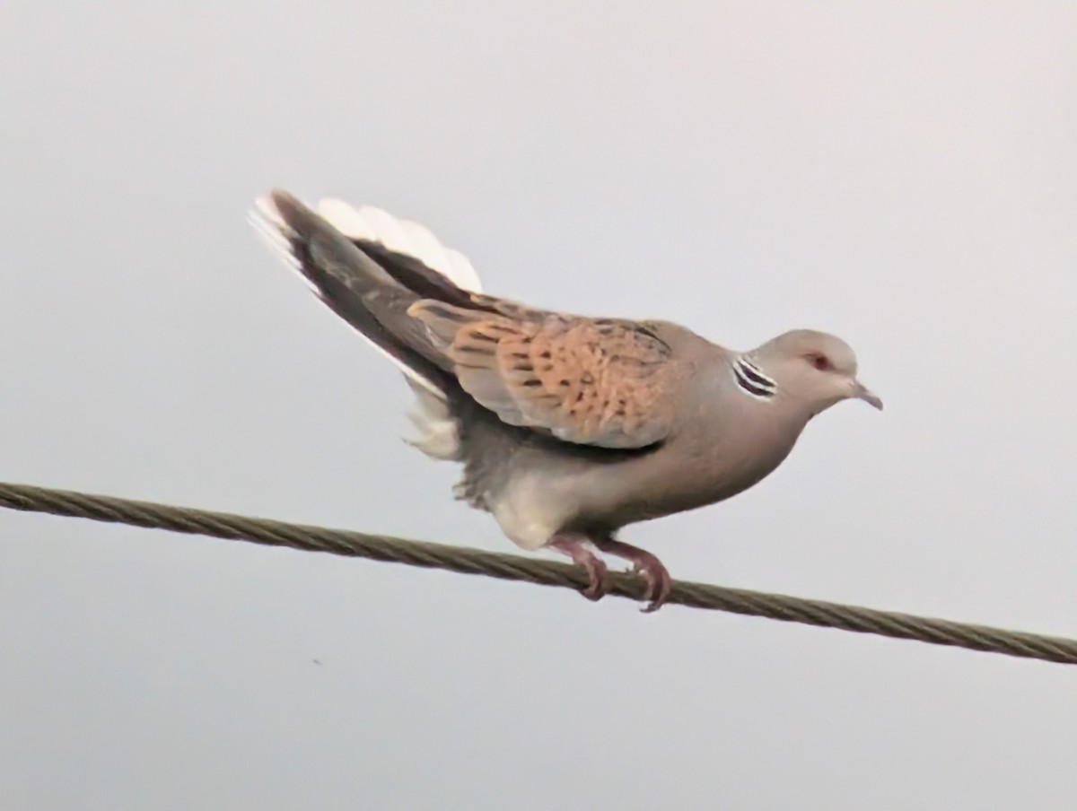 European Turtle-Dove - ML634475209