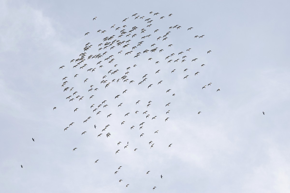 Franklin's Gull - ML634475215
