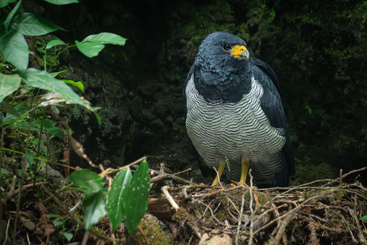 Barred Hawk - ML634475219