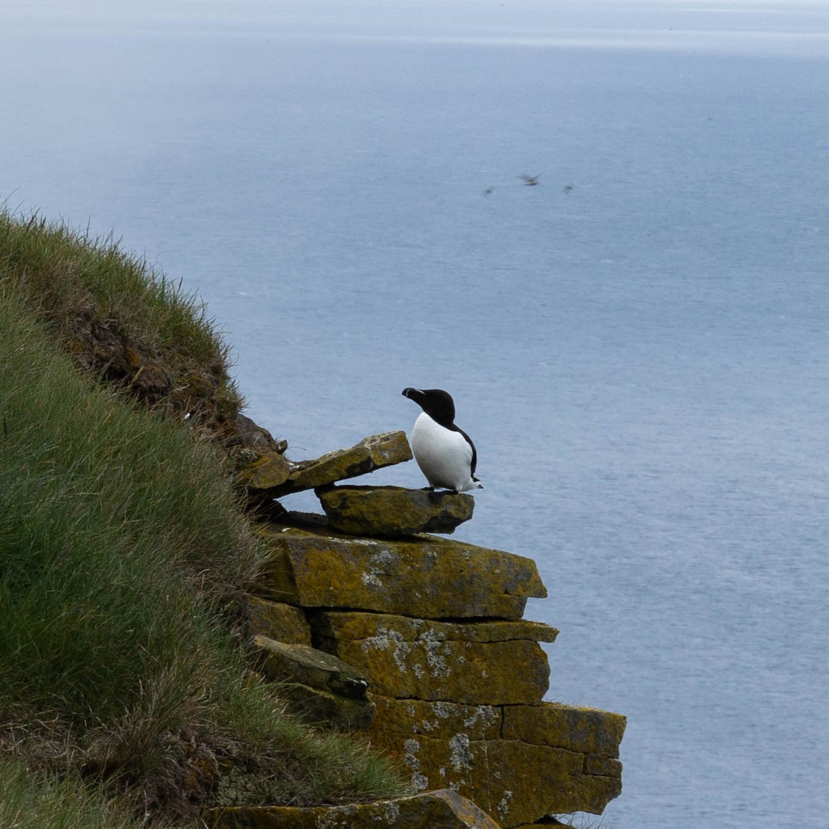 Razorbill - ML634475221