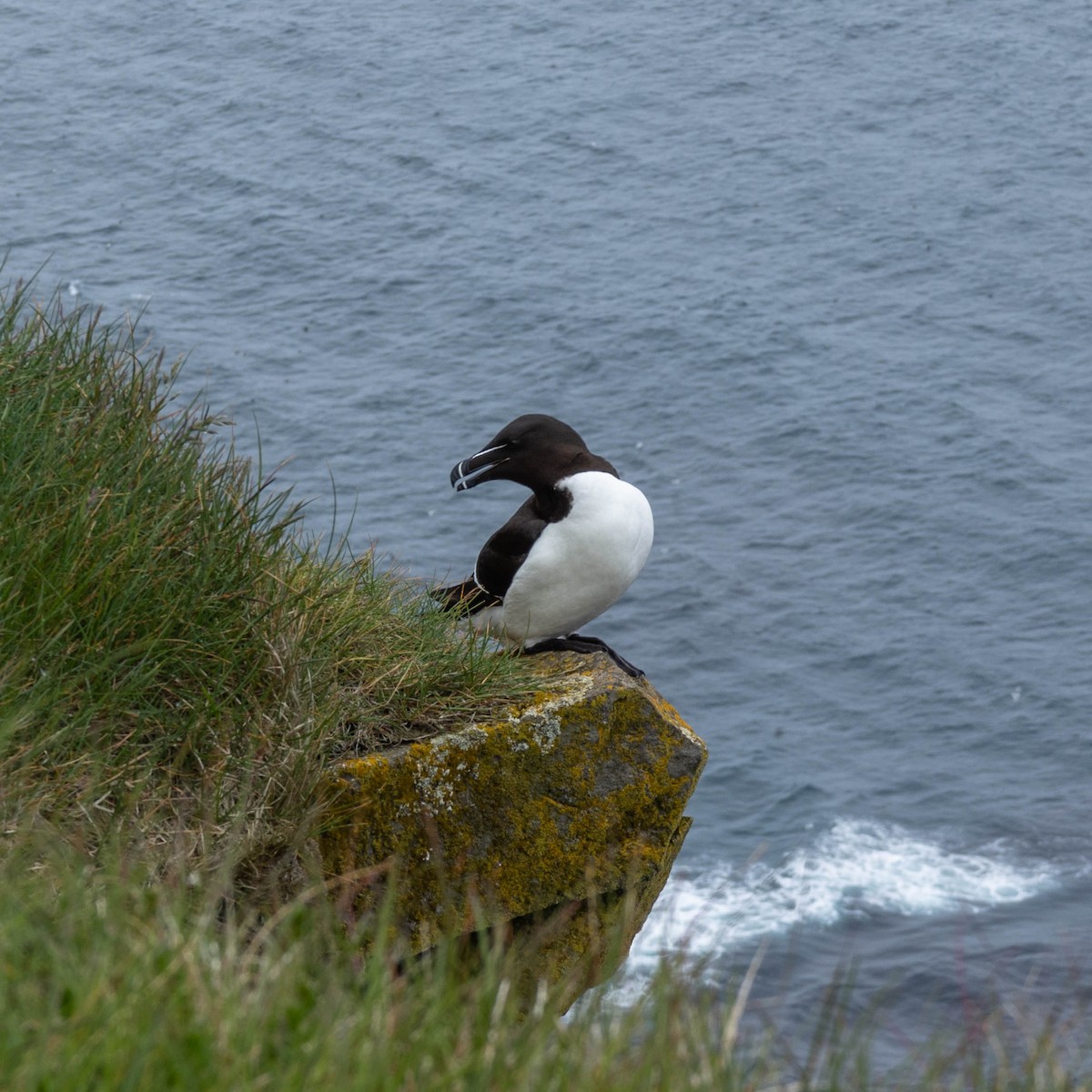 Razorbill - ML634475222