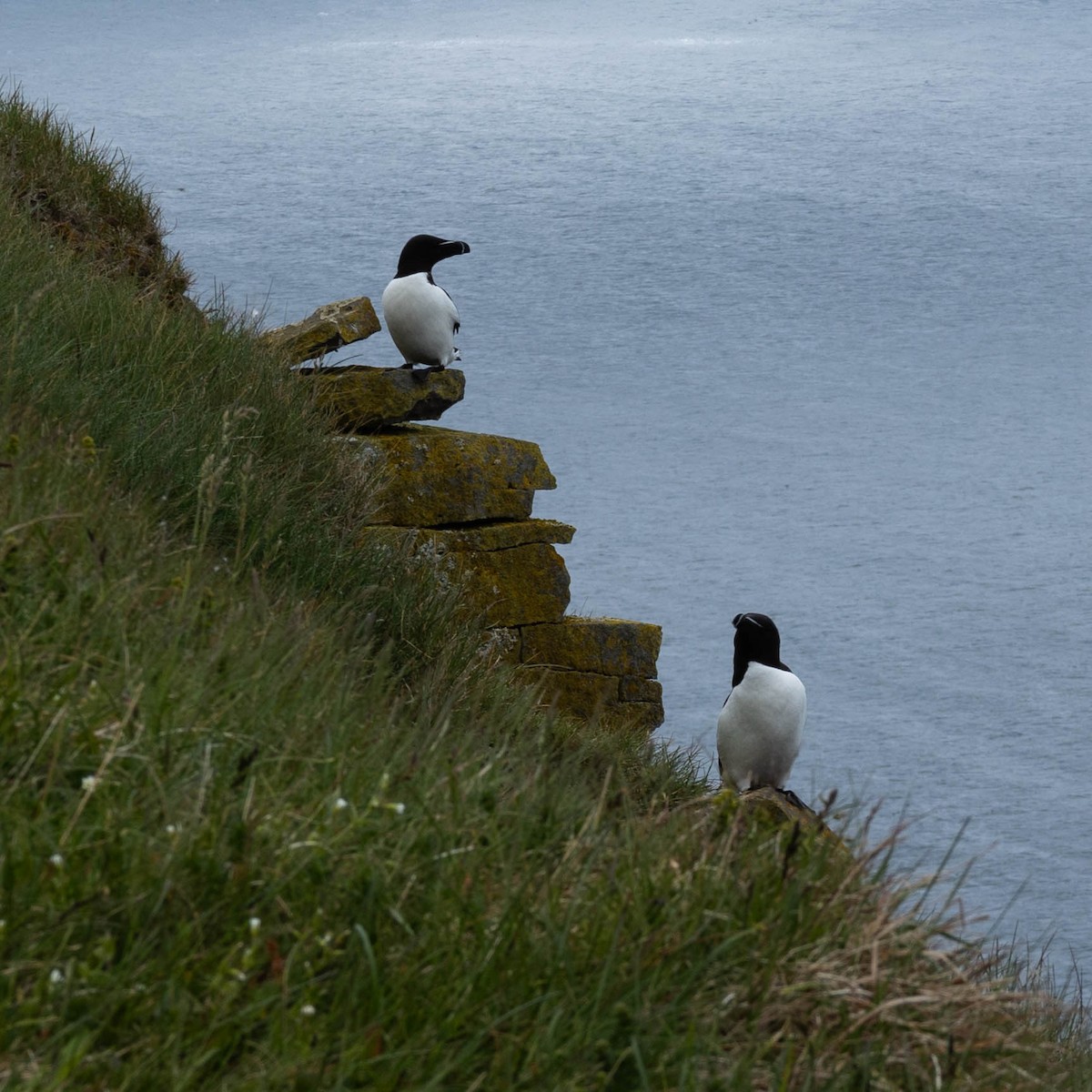 Razorbill - ML634475223