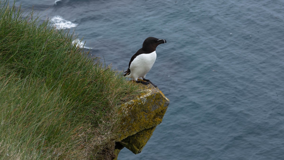 Razorbill - ML634475225