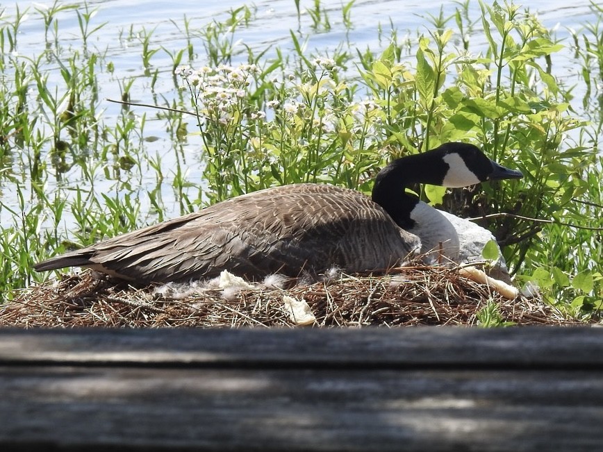 berneška velká - ML634475229