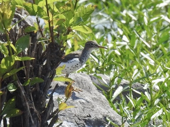 pisík americký - ML634475237