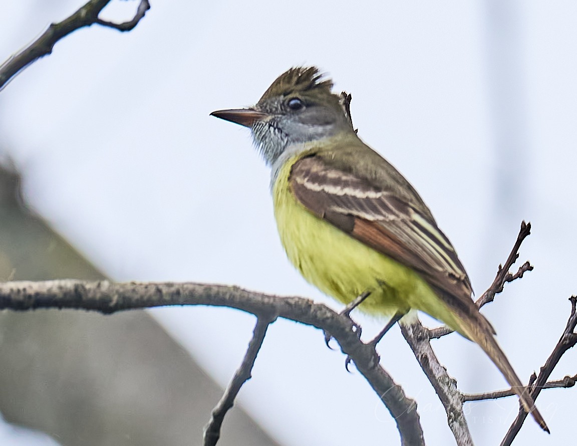 Great Crested Flycatcher - ML634475246