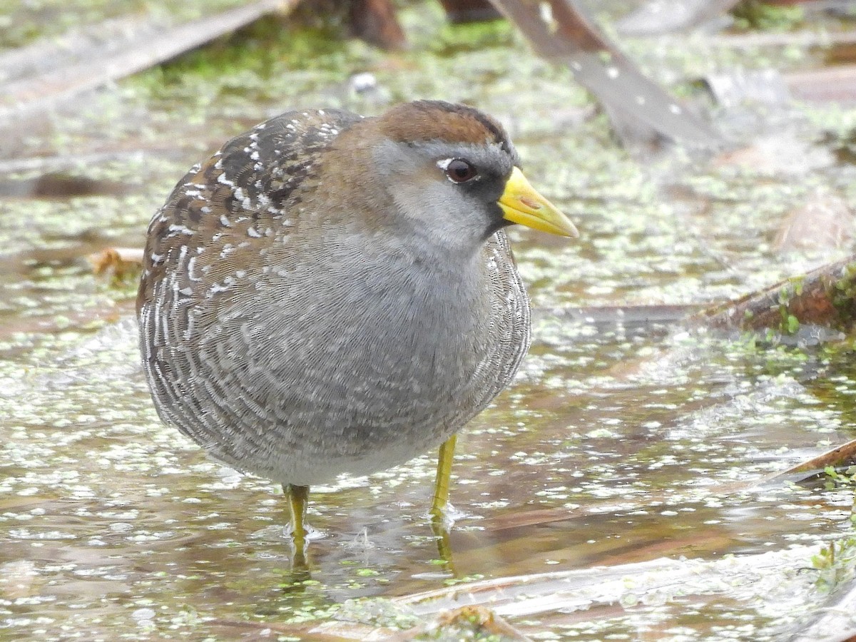Sora - ML634475254