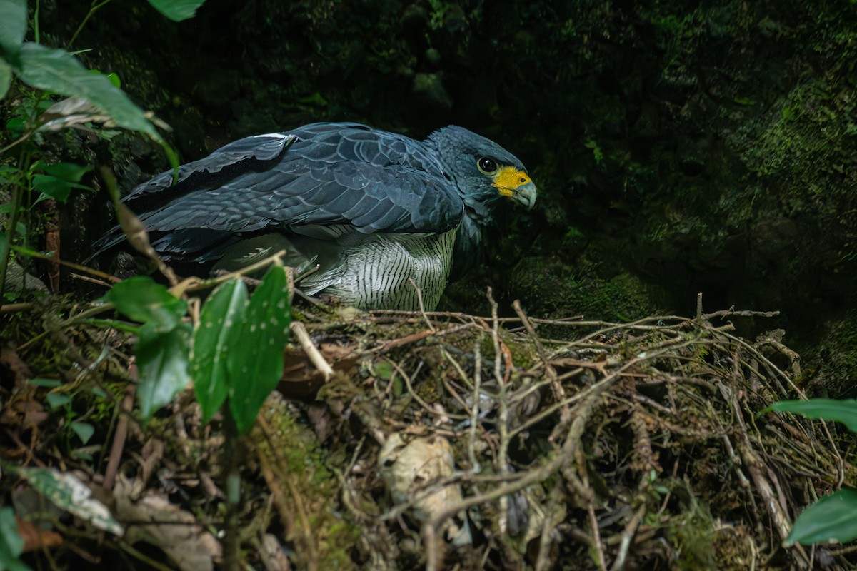 Barred Hawk - ML634475258