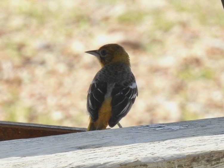 trupiál baltimorský - ML634475259