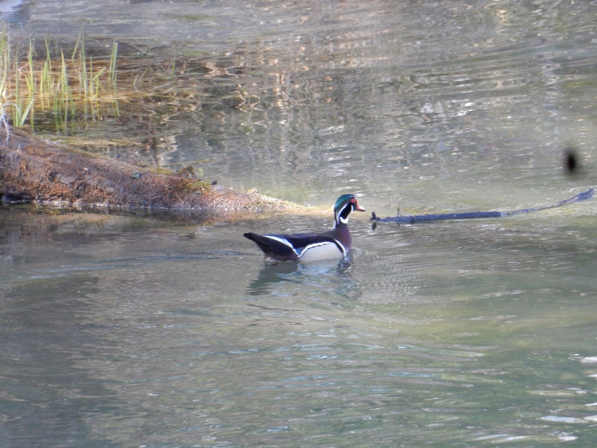 Wood Duck - ML634475261