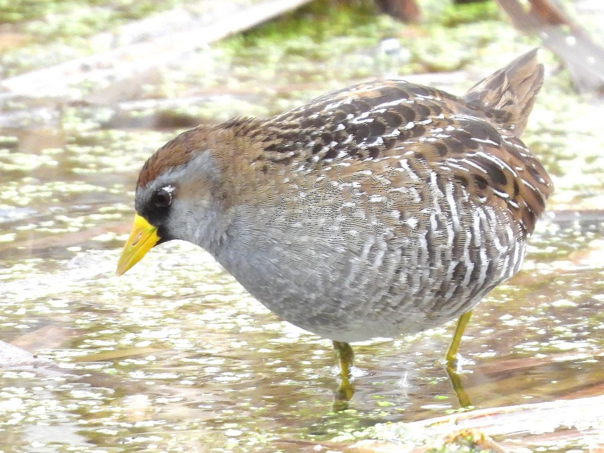 Sora - ML634475262