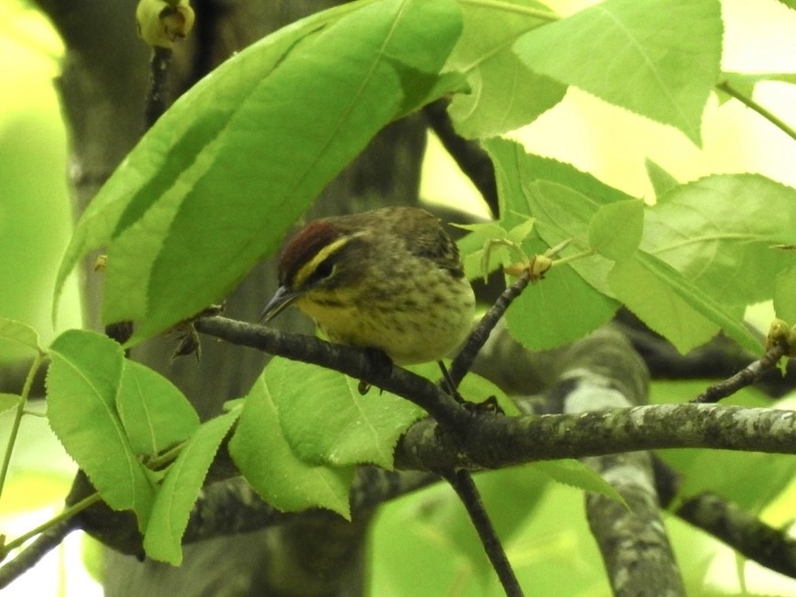 lesňáček bažinný - ML634475264