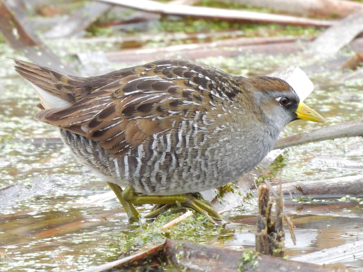 Sora - ML634475265