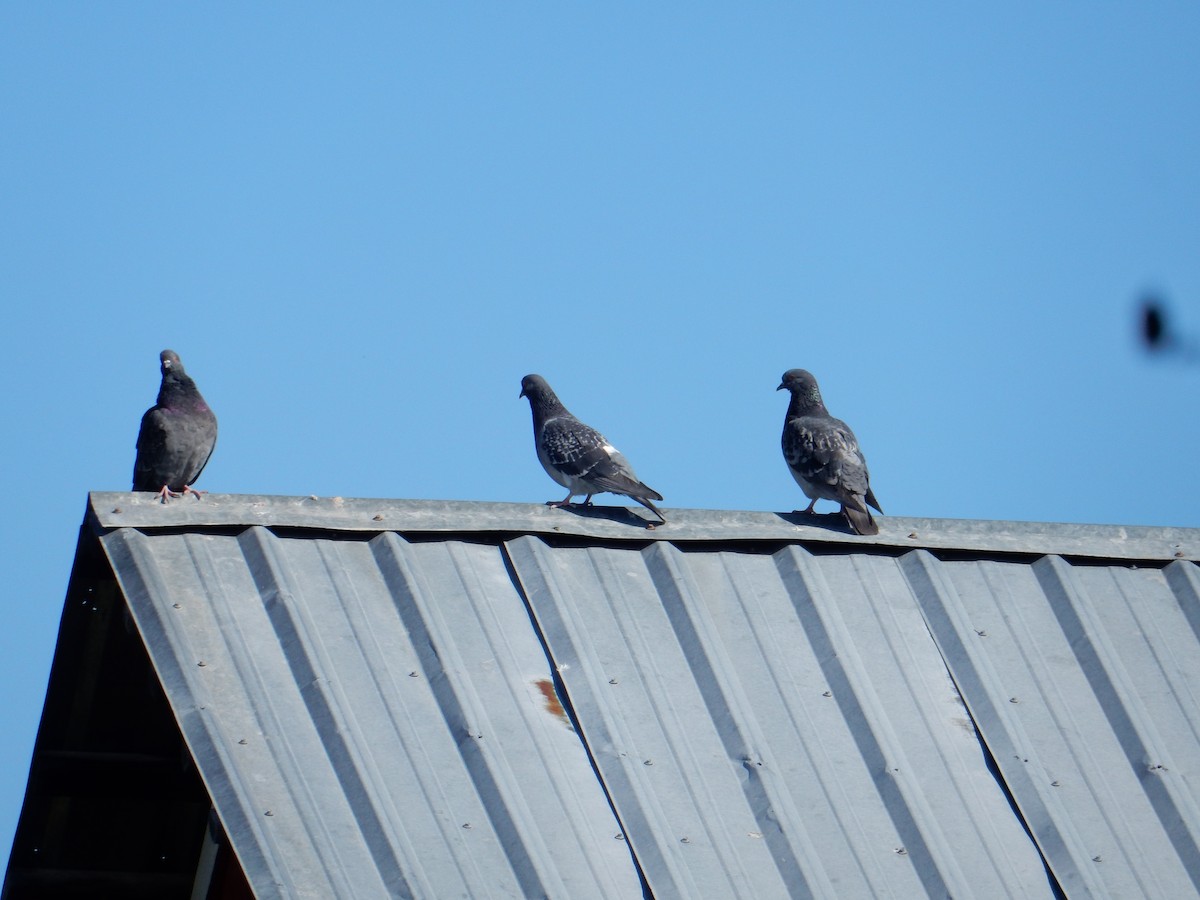 Rock Pigeon (Feral Pigeon) - ML634475269