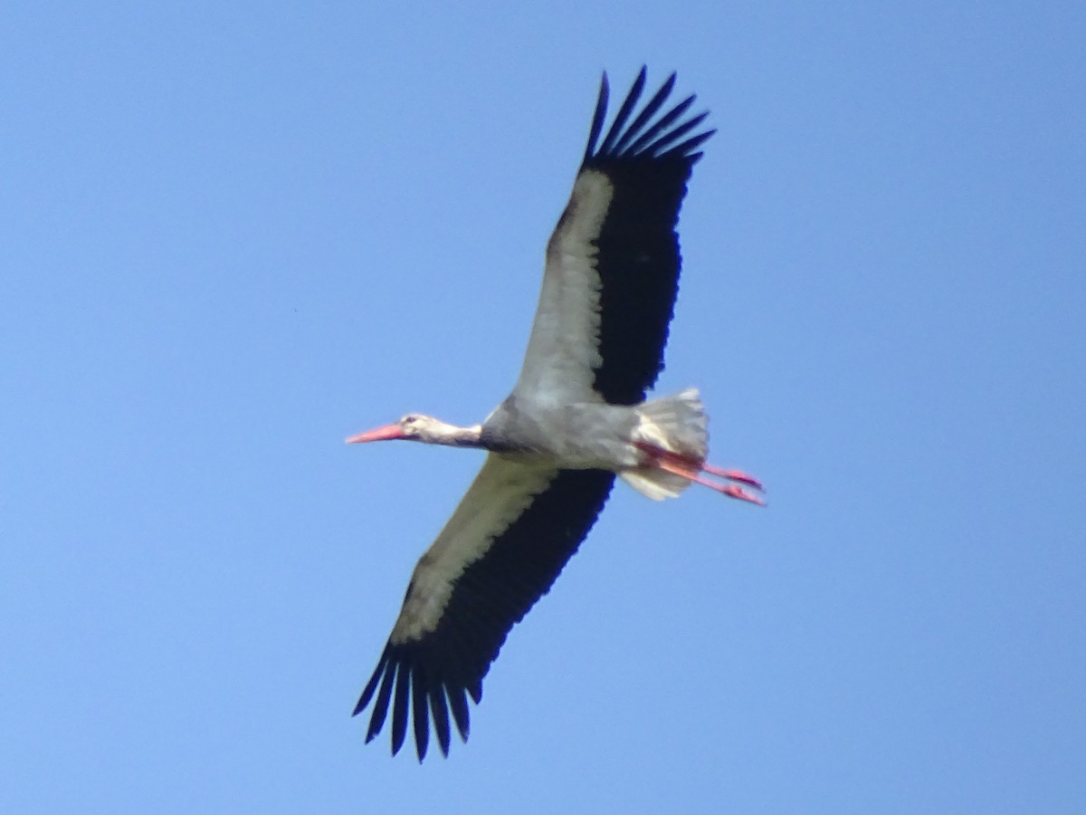 White Stork - ML634475272