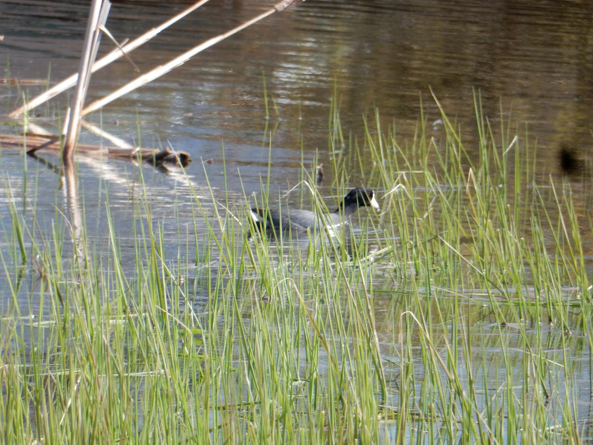 American Coot - ML634475336