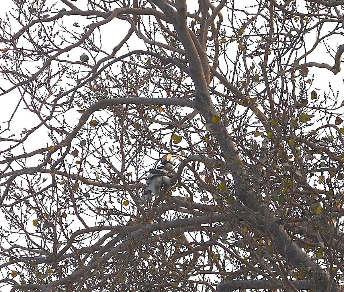 Great Hornbill - ML634475342