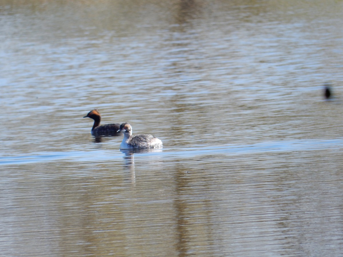 Horned Grebe - ML634475385
